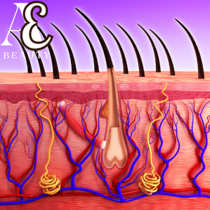 Derinin katmanları Epidermis ve Epidermisin katmanlarının Açıklaması